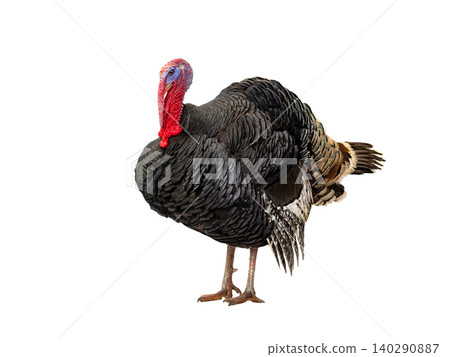 beautiful male turkey isolated on white background beautiful male turkey isolated on white background 140290887