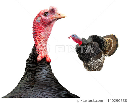 two male turkey isolated on white background two male turkey isolated on white background 140290888