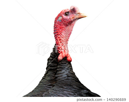 portrait male turkey isolated on white background portrait male turkey isolated on white background 140290889