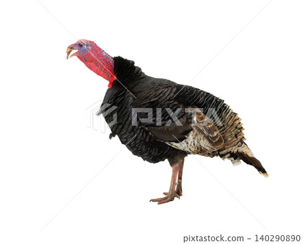 beautiful male turkey isolated on white background beautiful male turkey isolated on white background 140290890