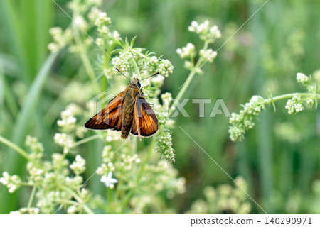 Forest thick-headed butterfly Forest thick-headed butterfly 140290971