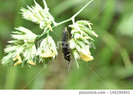 A click beetle sits on the grass. A click beetle sits on the grass. 140290991