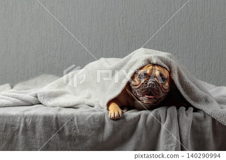 Funny French Bulldog lying under gray blanket. Funny French Bulldog lying under gray blanket. 140290994