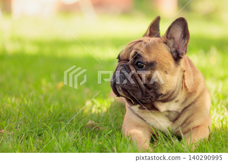 Beige French bulldog on a green lawn in park. 140290995