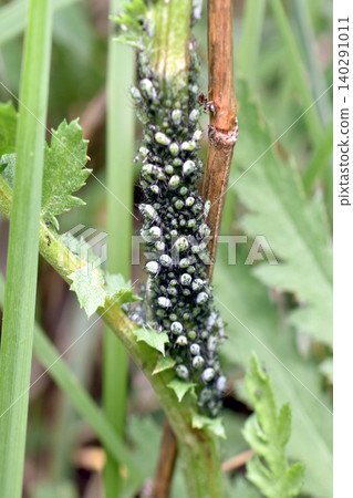 A colony of black or elderberry aphids is shown. A colony of black or elderberry aphids is shown. 140291011