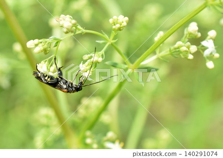 This insect is a sawfly. This insect is a sawfly. 140291074