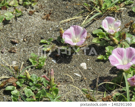 Pink beach morning glories blooming along Kemigawara Pink beach morning glories blooming along Kemigawara 140291160