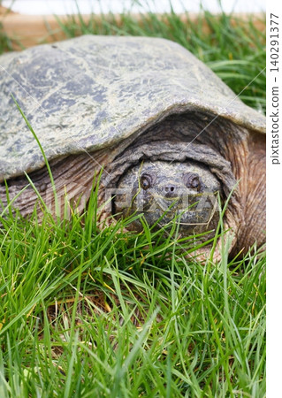 Snapping Turtle Sitting in Green Grass, Ohio 140291377