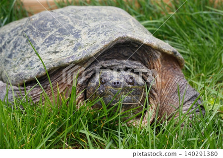Snapping Turtle Sitting in Green Grass, Ohio 140291380