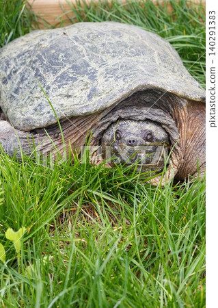 Snapping Turtle Sitting in Green Grass, Ohio 140291383