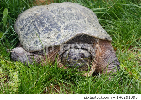 Snapping Turtle Sitting in Green Grass, Ohio Snapping Turtle Sitting in Green Grass, Ohio 140291393