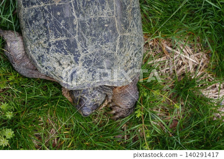 Snapping Turtle Sitting in Green Grass, Ohio Snapping Turtle Sitting in Green Grass, Ohio 140291417