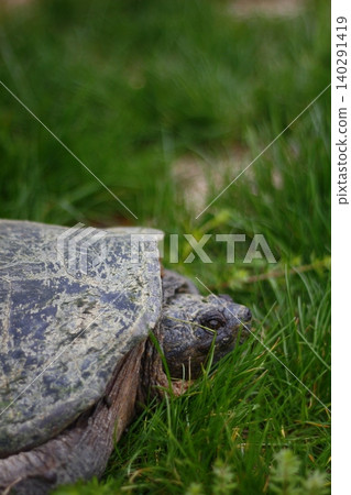 Snapping Turtle Sitting in Green Grass, Ohio 140291419
