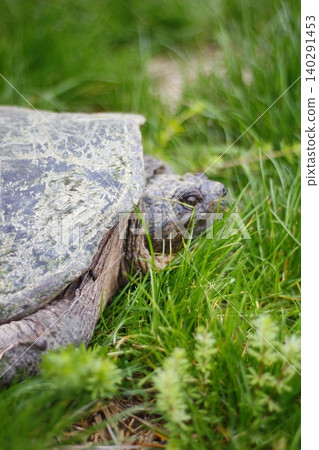 Snapping Turtle Sitting in Green Grass, Ohio Snapping Turtle Sitting in Green Grass, Ohio 140291453