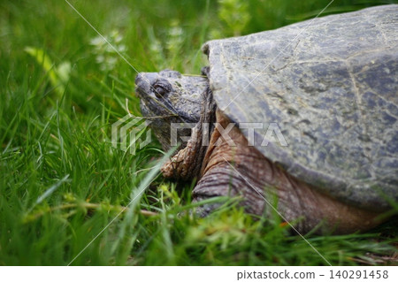 Snapping Turtle Sitting in Green Grass, Ohio Snapping Turtle Sitting in Green Grass, Ohio 140291458