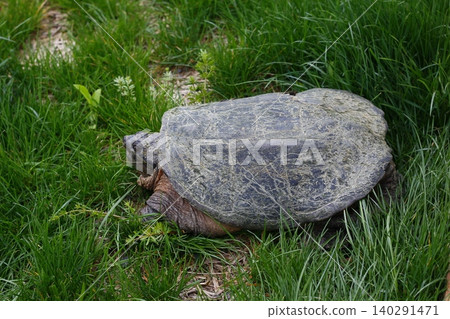 Snapping Turtle Sitting in Green Grass, Ohio Snapping Turtle Sitting in Green Grass, Ohio 140291471