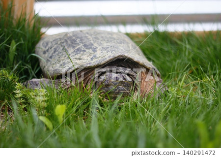 Snapping Turtle Sitting in Green Grass, Ohio Snapping Turtle Sitting in Green Grass, Ohio 140291472