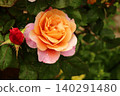 yellow rose moist yellow rose moist 140291480