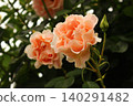 rose flower, light pink rose flower, light pink 140291482