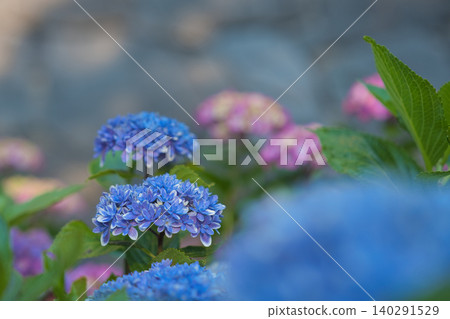 繡球花在雨中濕 繡球花在雨中濕 140291529