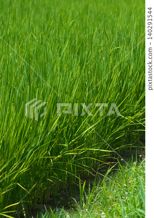 Rice fields bathed in the summer sun 140291544