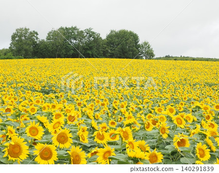 A field of sunflowers stretching to the horizon (Hokuryu Town Sunflower Village) 140291839
