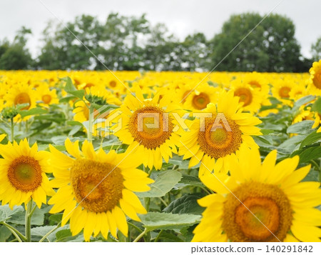 Sunflowers blooming in a sunflower field (Hokuryu Town Sunflower Village) Sunflowers blooming in a sunflower field (Hokuryu Town Sunflower Village) 140291842