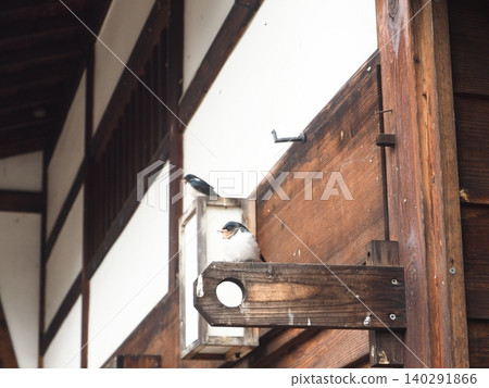 Swallows resting their wings on the eaves Swallows resting their wings on the eaves 140291866