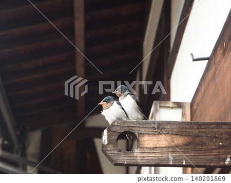 Swallow chicks waiting for fledging Swallow chicks waiting for fledging 140291869