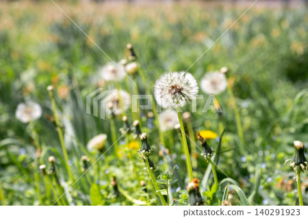 White Dandelion Seed Head in Spring Meadow Nature White Dandelion Seed Head in Spring Meadow Nature 140291923