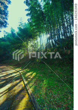 A path through a bamboo forest bathed in sunlight A path through a bamboo forest bathed in sunlight 140291949