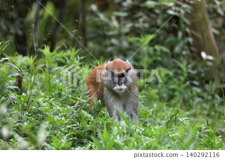 Patas monkey walking through the grass Patas monkey walking through the grass 140292116