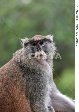 A portrait of a patas monkey against a green background. A portrait of a patas monkey against a green background. 140292122