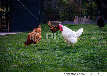 Chicken in the yard Chicken in the yard 140292139