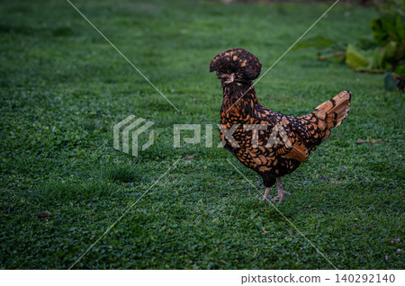 Chicken in the yard Chicken in the yard 140292140