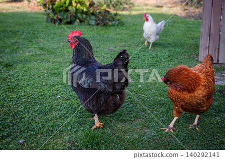Chicken in the yard Chicken in the yard 140292141