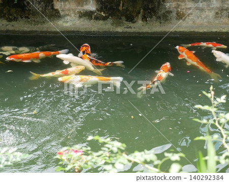 鯉魚 鯉魚 140292384