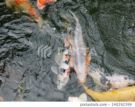 鯉魚 鯉魚 140292399
