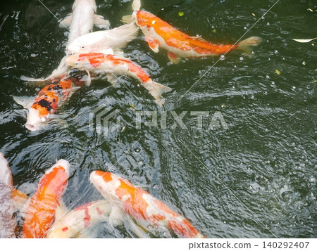 鯉魚 鯉魚 140292407