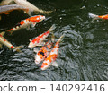 carp 140292416