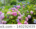 A field of vibrant hydrangeas in full bloom, filling the entire screen. 140292439