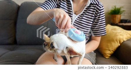 Woman grooming a chihuahua with a blue comb while sitting on a gray couch, indoor setting with a plant and decorative pillow visible in the background Woman grooming a chihuahua with a blue comb while sitting on a gray couch, indoor setting with a plant and decorative pillow visible in the background 140292883