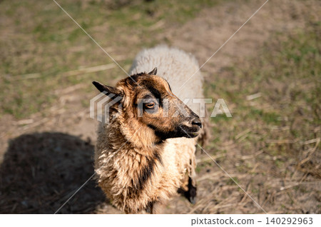 Sheep Standing Still on the Farm Sheep Standing Still on the Farm 140292963