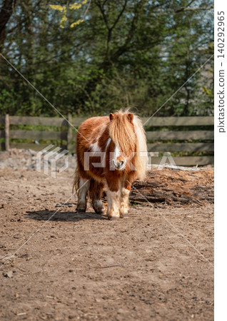 Brown Pony Standing Calmly on the Farm Brown Pony Standing Calmly on the Farm 140292965