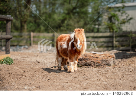 Brown Pony Standing Calmly on the Farm Brown Pony Standing Calmly on the Farm 140292968