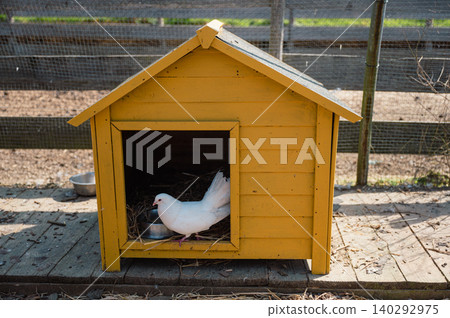 Pigeon perched in yellow farmhouse nook Pigeon perched in yellow farmhouse nook 140292975