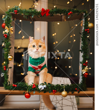 Golden Cat Looking Aside in Holiday Garland Frame Golden Cat Looking Aside in Holiday Garland Frame 140293231