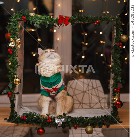 Golden Cat Looking Up in Festive Christmas Frame Golden Cat Looking Up in Festive Christmas Frame 140293232