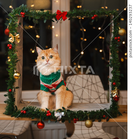 Golden Cat Gazing Aside in Christmas Garland Frame Golden Cat Gazing Aside in Christmas Garland Frame 140293237