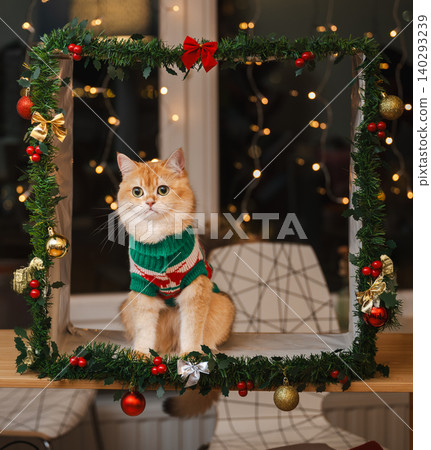 Golden Cat Gazing Up in Cozy Christmas Frame 140293239